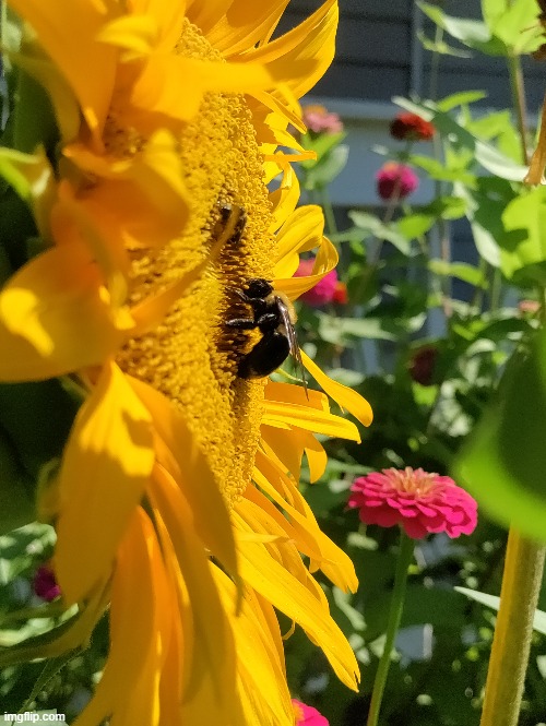 The hungry Bumblebee | image tagged in bumblebee,sunflower | made w/ Imgflip meme maker