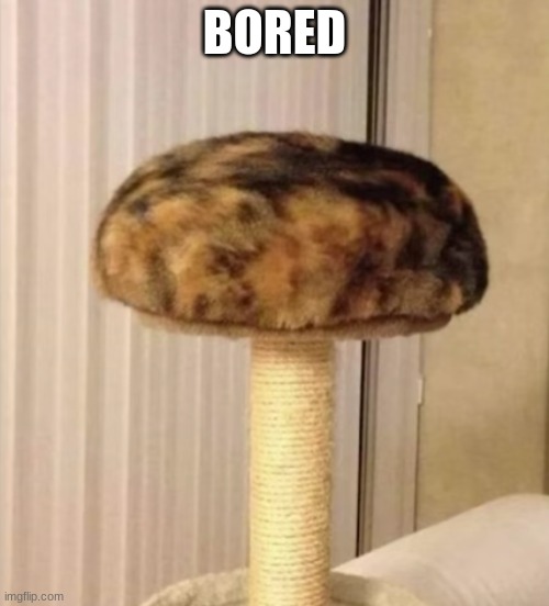Catshroom | BORED | image tagged in catshroom | made w/ Imgflip meme maker