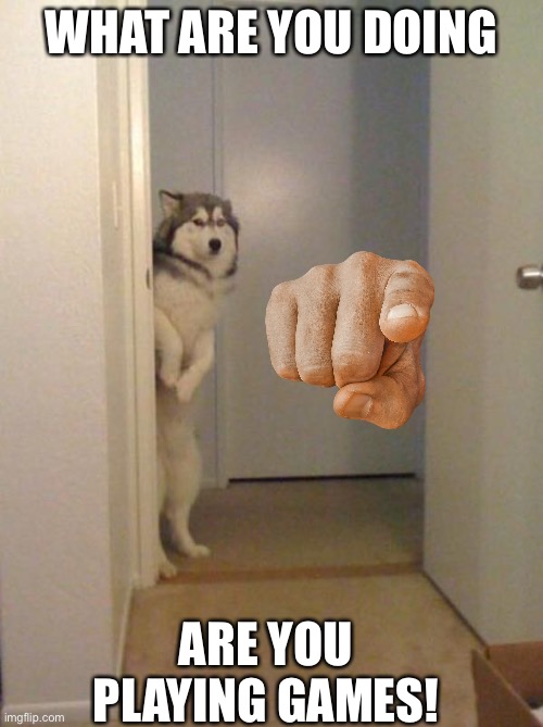 shy husky | WHAT ARE YOU DOING; ARE YOU PLAYING GAMES! | image tagged in shy husky | made w/ Imgflip meme maker