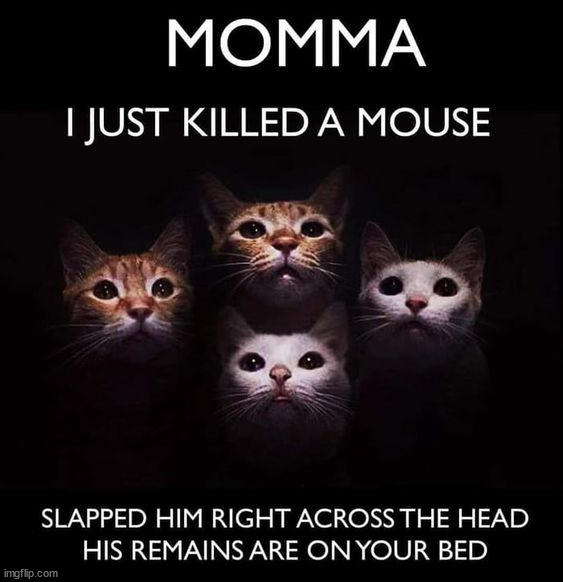 image tagged in cats | made w/ Imgflip meme maker
