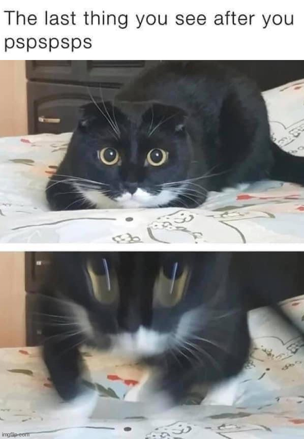 image tagged in cats | made w/ Imgflip meme maker