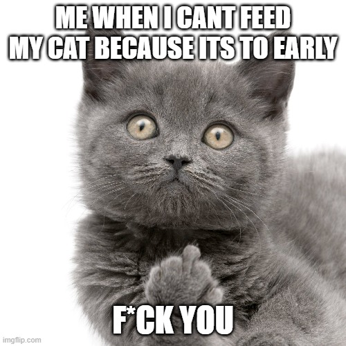 my cat |  ME WHEN I CANT FEED MY CAT BECAUSE ITS TO EARLY; F*CK YOU | image tagged in cats | made w/ Imgflip meme maker