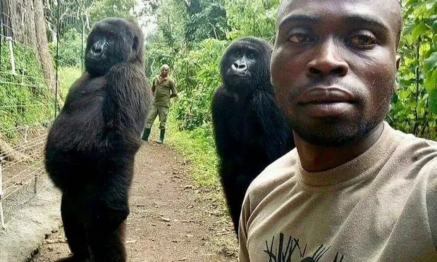 African Gorilla Blank Meme Template