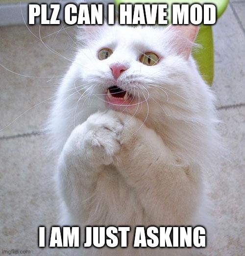 In Literatureclub stream | PLZ CAN I HAVE MOD; I AM JUST ASKING | image tagged in begging cat | made w/ Imgflip meme maker