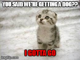 Sad Cat Meme | YOU SAID WE'RE GETTING A DOG?? I GOTTA GO | image tagged in memes,sad cat | made w/ Imgflip meme maker