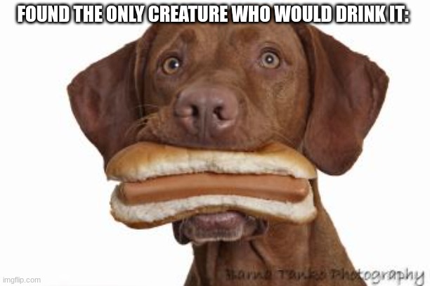 Dog eating hot dog | FOUND THE ONLY CREATURE WHO WOULD DRINK IT: | image tagged in dog eating hot dog | made w/ Imgflip meme maker