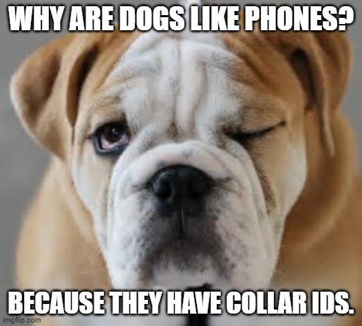 Daily Bad Dad Joke August 15 2022 | WHY ARE DOGS LIKE PHONES? BECAUSE THEY HAVE COLLAR IDS. | image tagged in bulldog | made w/ Imgflip meme maker