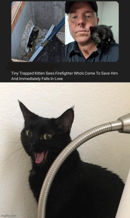 Saved kitten | image tagged in surprised happy cat,news,cats,cat,memes,wholesome 100 | made w/ Imgflip meme maker