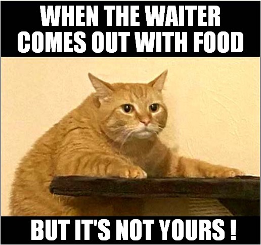 I Know How This Cat Feels ! |  WHEN THE WAITER COMES OUT WITH FOOD; BUT IT'S NOT YOURS ! | image tagged in cats,waiter,impatience | made w/ Imgflip meme maker