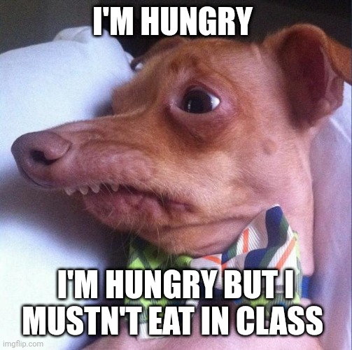 Tuna the dog (Phteven) |  I'M HUNGRY; I'M HUNGRY BUT I MUSTN'T EAT IN CLASS | image tagged in tuna the dog phteven | made w/ Imgflip meme maker