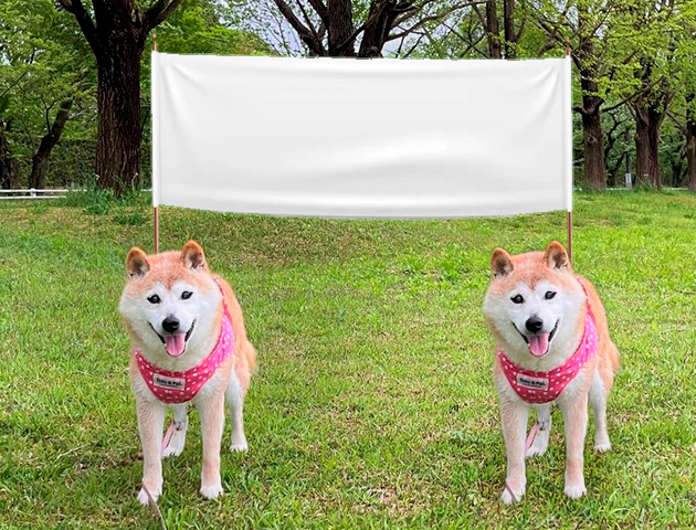 Dogs with flag Blank Meme Template