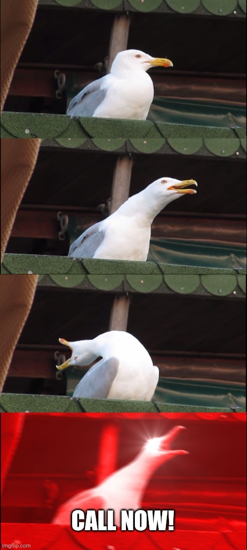 Inhaling Seagull Meme | CALL NOW! | image tagged in memes,inhaling seagull | made w/ Imgflip meme maker