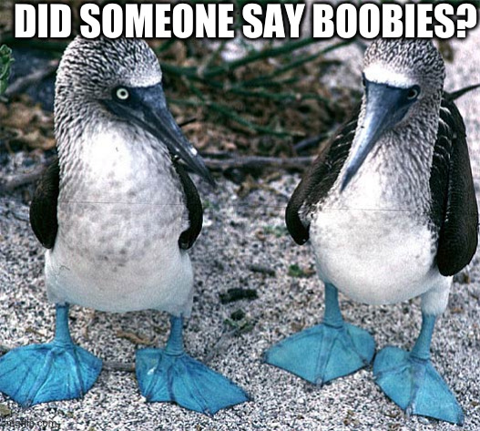 Blue Footed Boobies | DID SOMEONE SAY BOOBIES? | image tagged in blue footed boobies | made w/ Imgflip meme maker