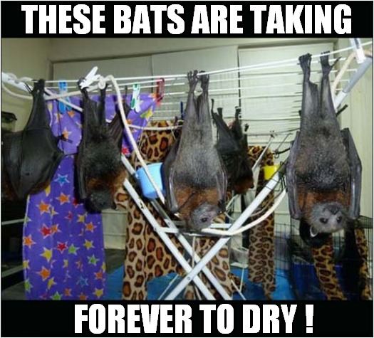 Laundry Day ! | THESE BATS ARE TAKING; FOREVER TO DRY ! | image tagged in fun,bats,laundry | made w/ Imgflip meme maker