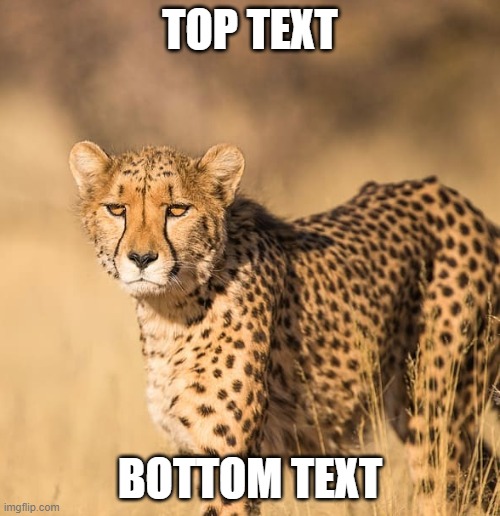 Unamused Cheetah | TOP TEXT; BOTTOM TEXT | image tagged in unamused cheetah,cheetah,annoyed | made w/ Imgflip meme maker