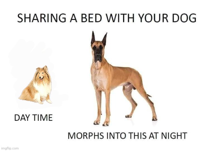 Dog hogs the Bed | image tagged in sheltie,bed,bed hog | made w/ Imgflip meme maker