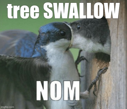 tree SWALLOW | tree SWALLOW | image tagged in birds,tree swallow,memes | made w/ Imgflip meme maker