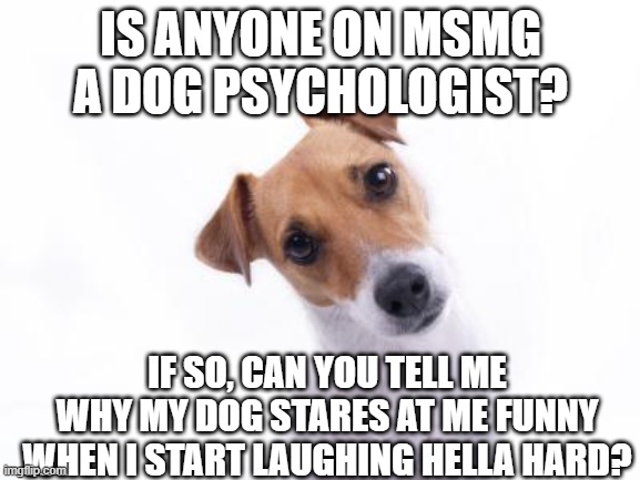 Confused Dog | IS ANYONE ON MSMG A DOG PSYCHOLOGIST? IF SO, CAN YOU TELL ME WHY MY DOG STARES AT ME FUNNY WHEN I START LAUGHING HELLA HARD? | image tagged in confused dog | made w/ Imgflip meme maker