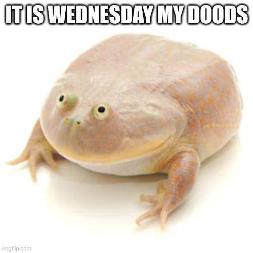 It is wednesday my dudes | IT IS WEDNESDAY MY DOODS | image tagged in it is wednesday my dudes | made w/ Imgflip meme maker