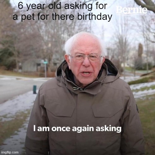 Bernie I Am Once Again Asking For Your Support Meme |  6 year old asking for a pet for there birthday | image tagged in memes,bernie i am once again asking for your support | made w/ Imgflip meme maker