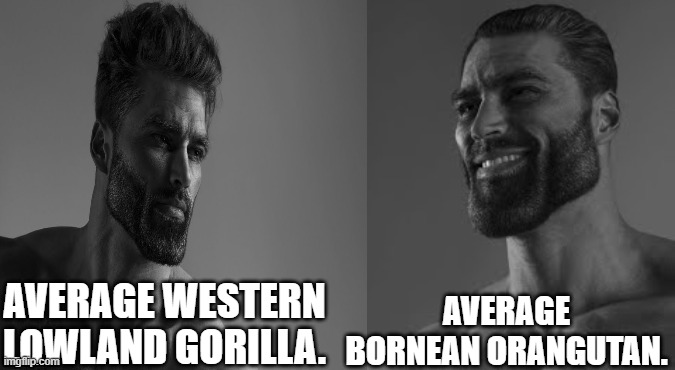 Primate grindset. | AVERAGE WESTERN LOWLAND GORILLA. AVERAGE BORNEAN ORANGUTAN. | image tagged in orangutan,gorilla,gigachad,giga chad,giga-chad,ape | made w/ Imgflip meme maker