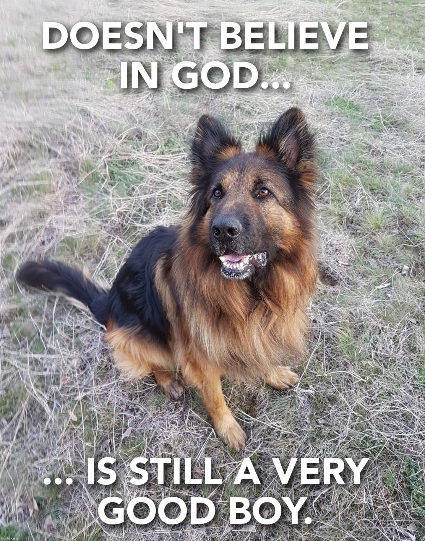 Dog doesn’t believe in God | image tagged in dog doesn t believe in god | made w/ Imgflip meme maker