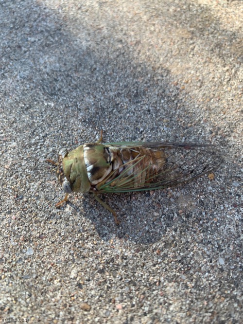 Ply. | made w/ Imgflip meme maker