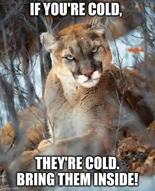 cougar | IF YOU'RE COLD, THEY'RE COLD.
BRING THEM INSIDE! | image tagged in cold kitty,cougar | made w/ Imgflip meme maker