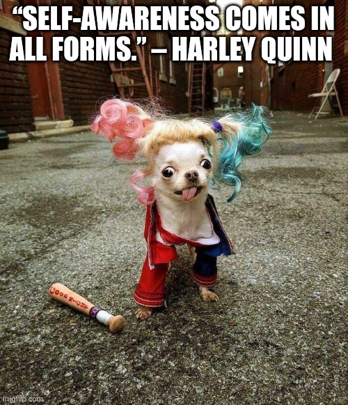 Self awareness |  “SELF-AWARENESS COMES IN ALL FORMS.” – HARLEY QUINN | image tagged in harley quinn,funny memes,funny dogs,self help,suicide squad | made w/ Imgflip meme maker