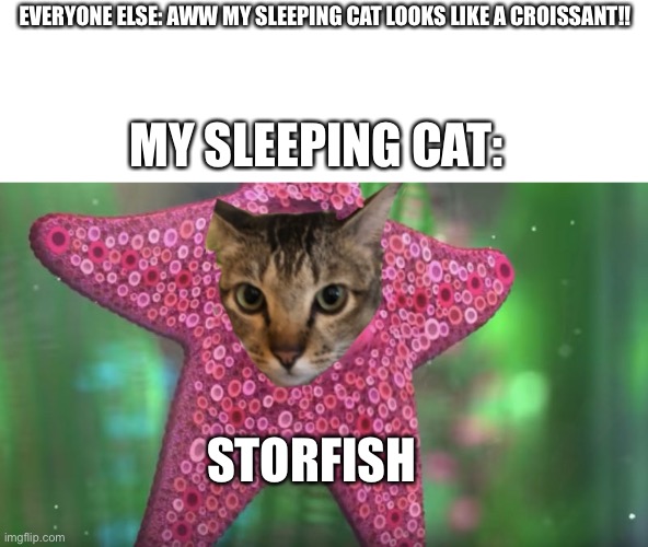 that is a picture of my irl cat lol | EVERYONE ELSE: AWW MY SLEEPING CAT LOOKS LIKE A CROISSANT!! MY SLEEPING CAT:; STORFISH | image tagged in cats,cat,sleeping,sleeping cat,storfish | made w/ Imgflip meme maker