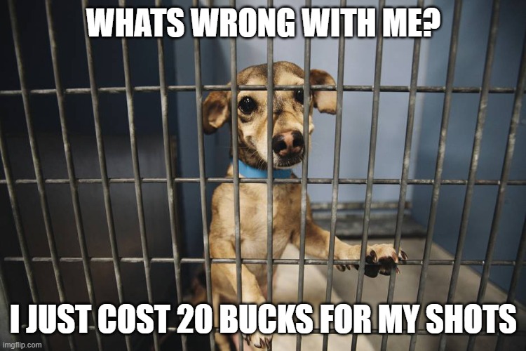 WHATS WRONG WITH ME? I JUST COST 20 BUCKS FOR MY SHOTS | made w/ Imgflip meme maker