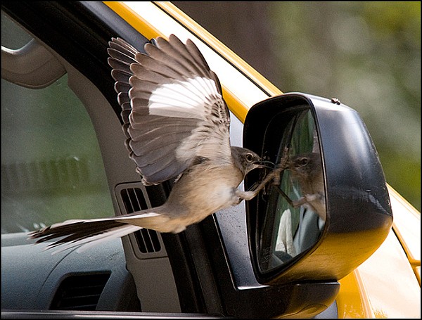Bird attacking car mirror Blank Meme Template