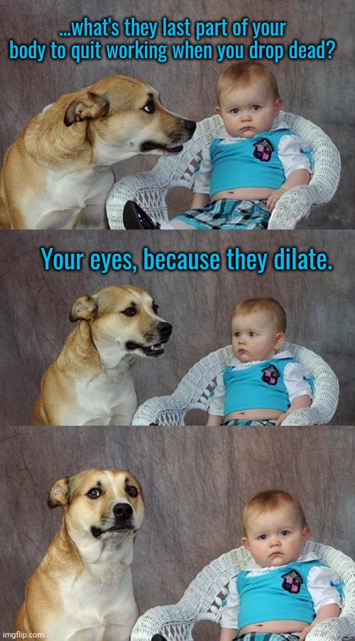 Dad joke dog | ...what's they last part of your body to quit working when you drop dead? Your eyes, because they dilate. | image tagged in memes,dad joke dog | made w/ Imgflip meme maker