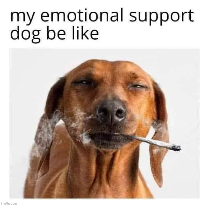 image tagged in depression,high | made w/ Imgflip meme maker