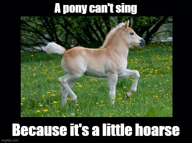 A pony is a little hoarse | A pony can't sing; Because it's a little hoarse | image tagged in pony,pun,sing,horse | made w/ Imgflip meme maker