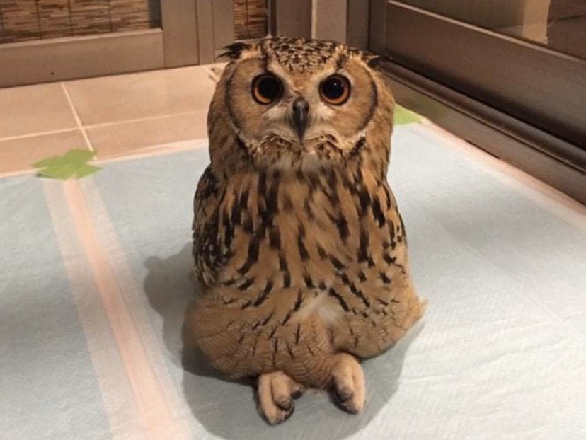 Criss Cross Applesauce Owl Blank Meme Template