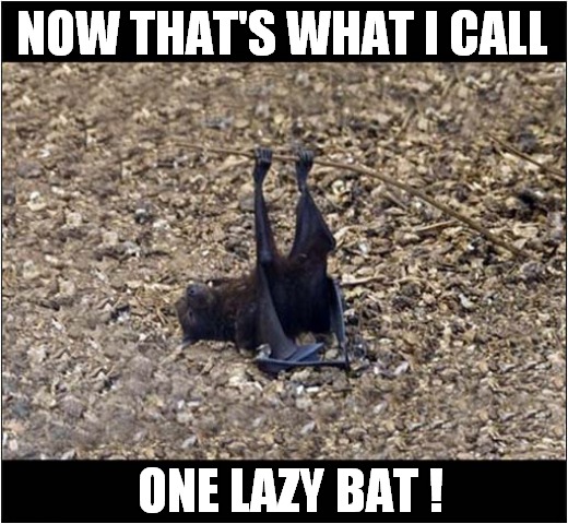 Sort Off Hanging Upside Down ? | NOW THAT'S WHAT I CALL; ONE LAZY BAT ! | image tagged in fun,now thats what i call,bats,lazy,hanging | made w/ Imgflip meme maker