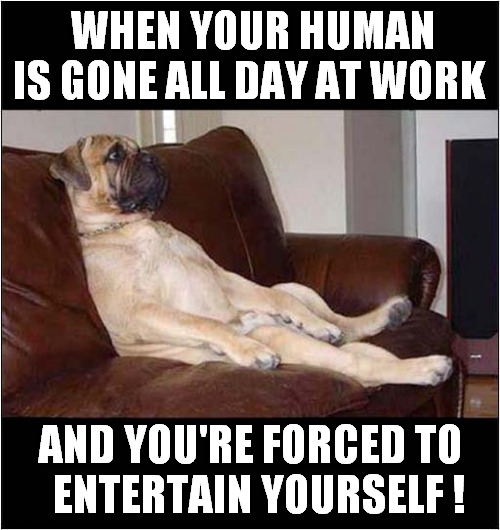 A Boxer Relaxing ! | WHEN YOUR HUMAN IS GONE ALL DAY AT WORK; AND YOU'RE FORCED TO
  ENTERTAIN YOURSELF ! | image tagged in dogs,relaxing,boredom,sitting | made w/ Imgflip meme maker