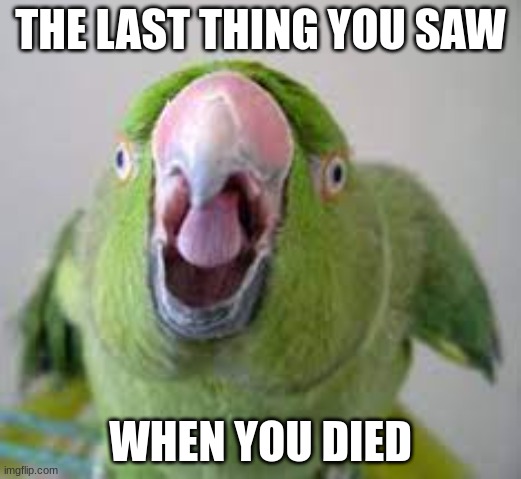 Memes | THE LAST THING YOU SAW; WHEN YOU DIED | image tagged in parrot | made w/ Imgflip meme maker