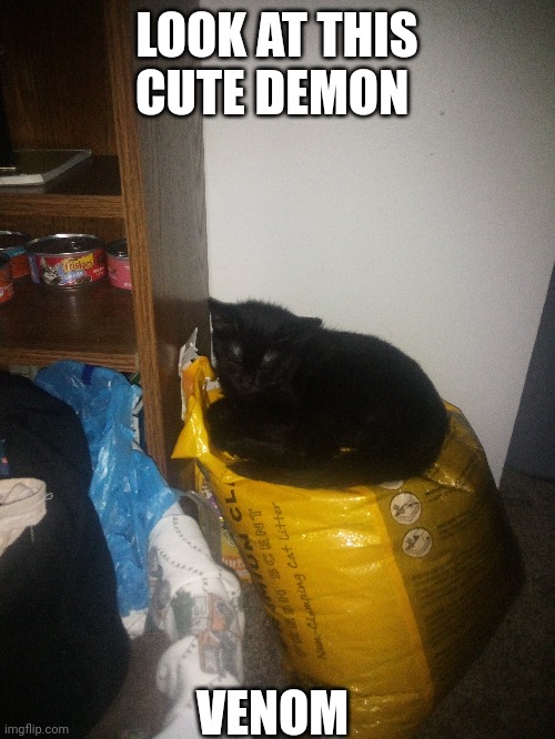 Kitten | LOOK AT THIS CUTE DEMON; VENOM | image tagged in kitten | made w/ Imgflip meme maker