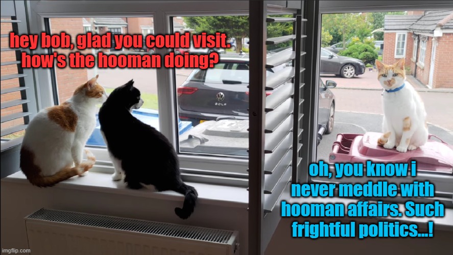 neighbor cat comes to visist | hey bob, glad you could visit.
how's the hooman doing? oh, you know i never meddle with hooman affairs. Such frightful politics...! | image tagged in cats | made w/ Imgflip meme maker