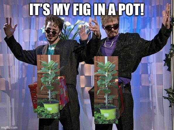 Dick in a box | IT’S MY FIG IN A POT! | image tagged in dick in a box | made w/ Imgflip meme maker