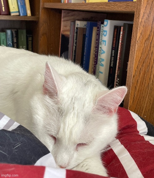 The thim the | made w/ Imgflip meme maker