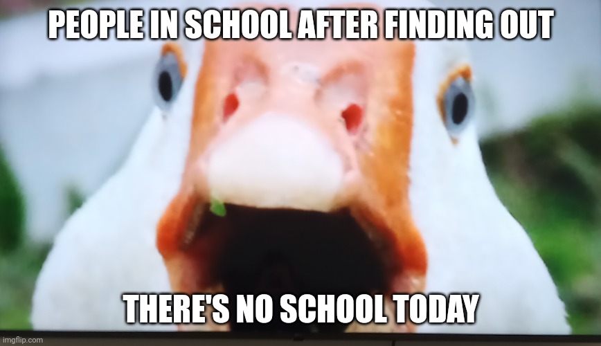 Eee | PEOPLE IN SCHOOL AFTER FINDING OUT; THERE'S NO SCHOOL TODAY | image tagged in exited duck | made w/ Imgflip meme maker