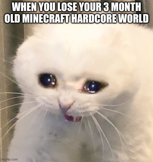 its sad :( | WHEN YOU LOSE YOUR 3 MONTH OLD MINECRAFT HARDCORE WORLD | image tagged in screaming crying cat,cat,memes,funny,hardcore,minecraft | made w/ Imgflip meme maker