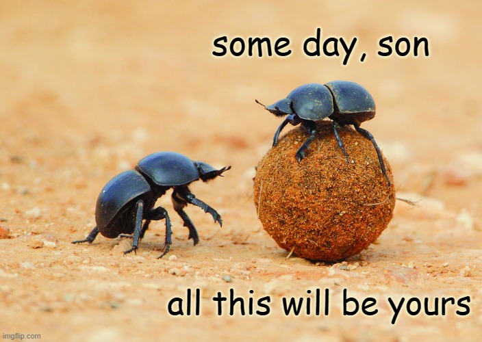 Mustafa moment | some day, son; all this will be yours | image tagged in dung beetle,cute,beetle,wisdom,cliche | made w/ Imgflip meme maker