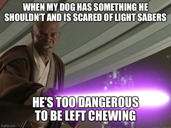 He's too dangerous to be left alive! | WHEN MY DOG HAS SOMETHING HE SHOULDN’T AND IS SCARED OF LIGHT SABERS; HE’S TOO DANGEROUS TO BE LEFT CHEWING | image tagged in he's too dangerous to be left alive | made w/ Imgflip meme maker