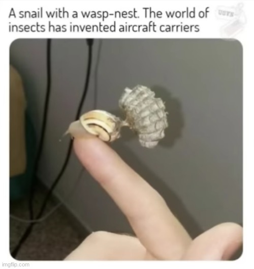 NEW MSDR REGION POKEMON, PEOPLE | made w/ Imgflip meme maker