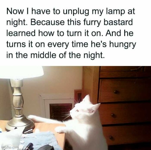 I didn't teach my cat this trick! | image tagged in memes,cats,skill,lamp,i'm back,hungry | made w/ Imgflip meme maker