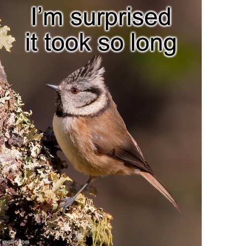 I’m surprised it took so long | made w/ Imgflip meme maker